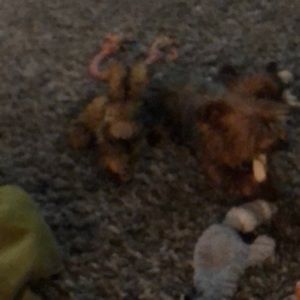 Meet your Posher, Karla